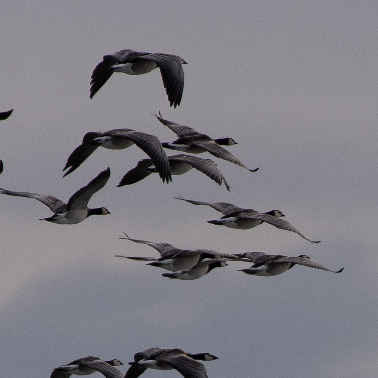 Barnacle goose